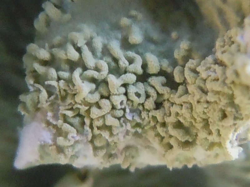 ...dalle dune di Porto Liscia (Santa Teresa Gallura)  2